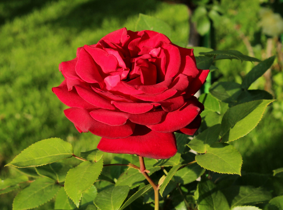 Hybrid Rose Flower seeds for Planting, Sun Loving Heirloom & GMO Free Seeds for Home Garden