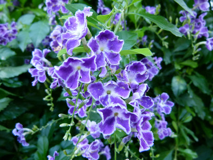 Duranta Erecta Flower seeds for Planting Cottage Garden Essential Heirloom & GMO Free Seeds for Home Garden 
 
 Sale