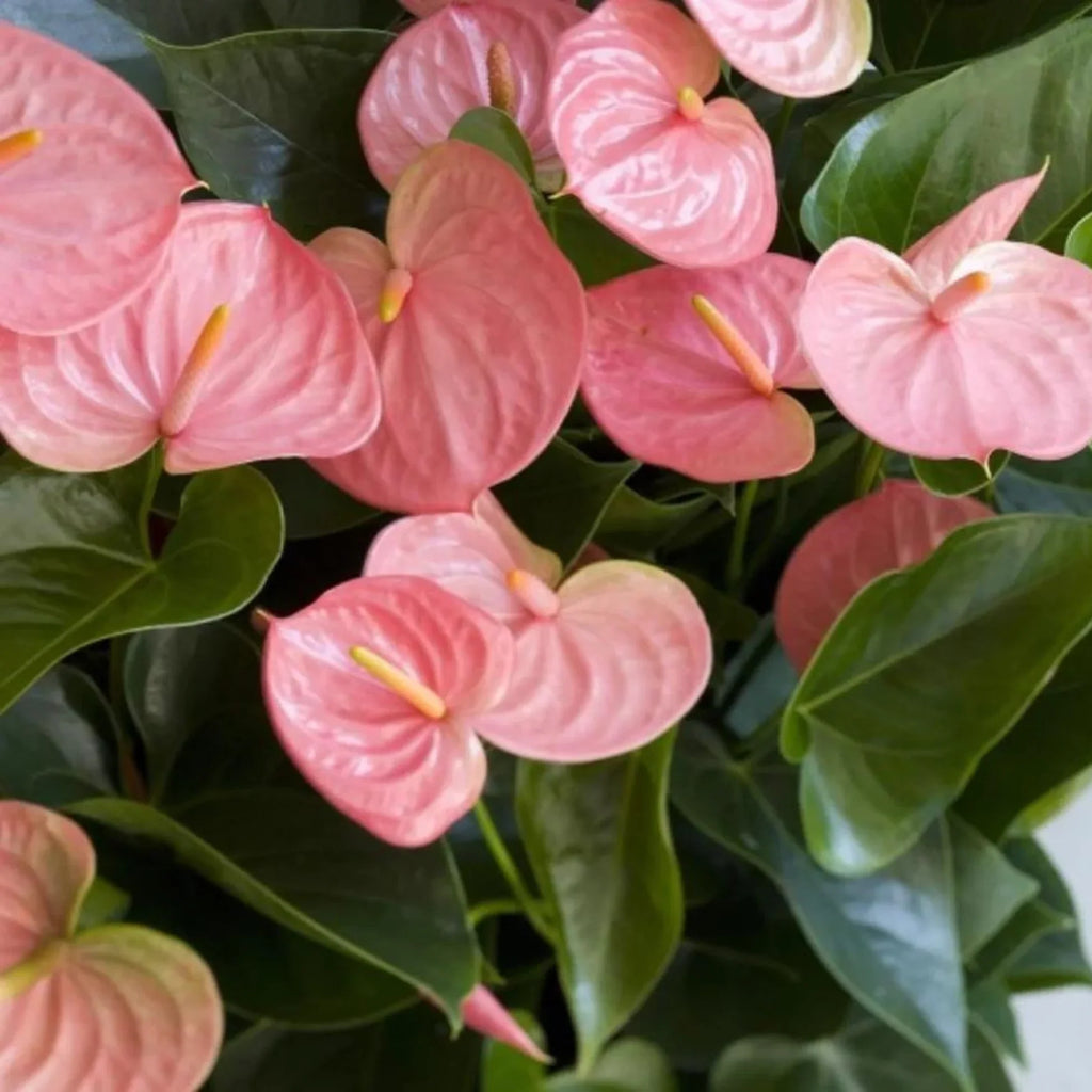 Premium Cream Pink Anthurium Flower seeds for Planting Premium Quality, Heirloom & GMO Free Seeds for Home Garden seeds
