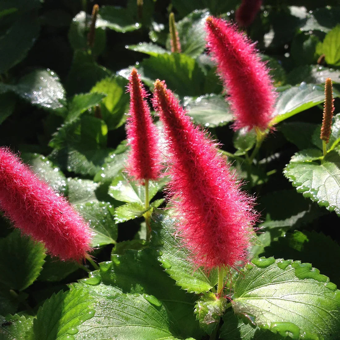 Acalypha Flower seeds for Planting - Hardy Variety, Heirloom & GMO Free Seeds for Home Garden