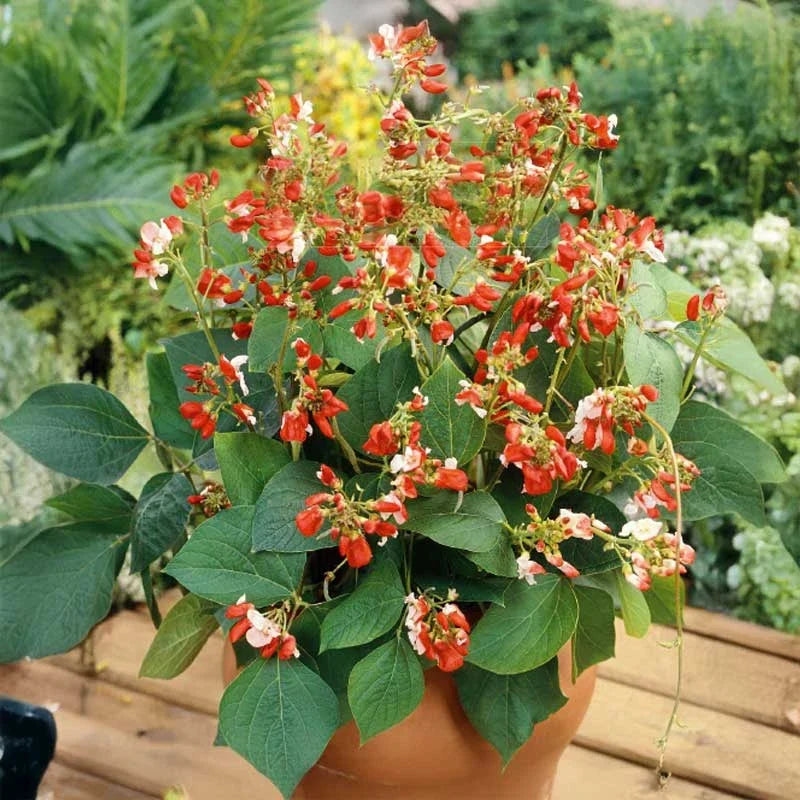 Bean Hestia Flower seeds for Planting Cottage Garden Essential Heirloom & GMO Free Seeds for Home Garden
