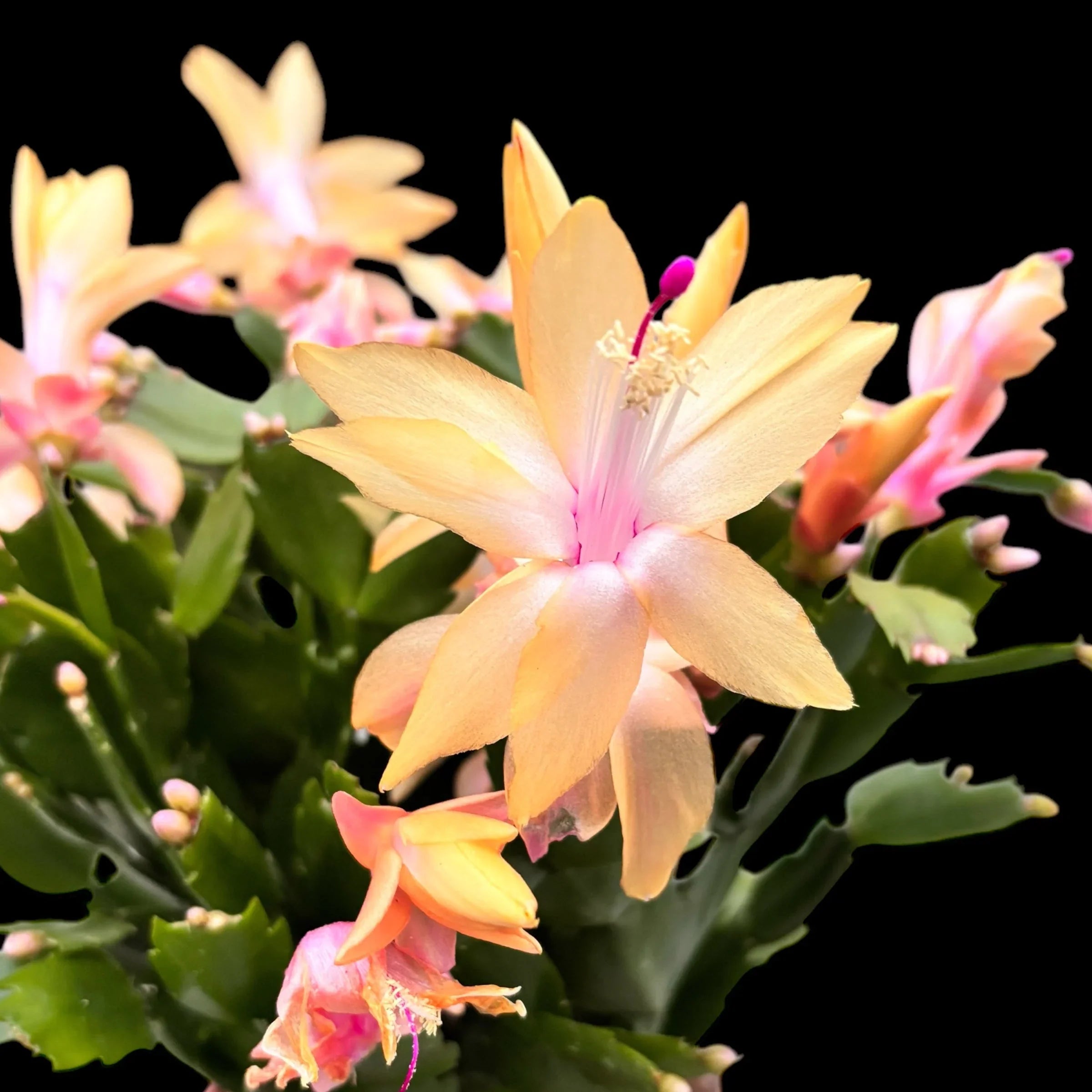 Premium Zygocactus Peach Flower seeds for Planting Low Maintenance, Heirloom & GMO Free Seeds for Home Garden seeds