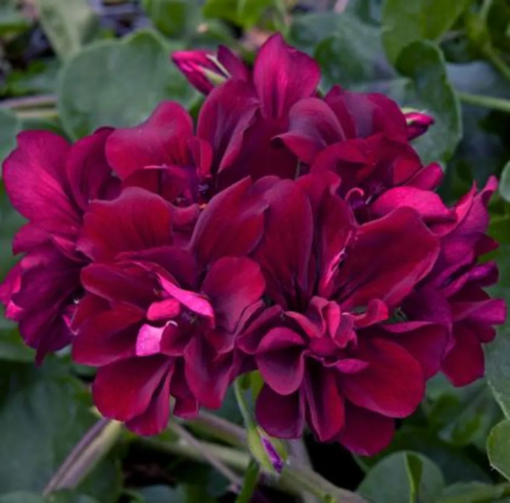 Dark Pink Black Geranium Flower Seeds for Planting, Heirloom Non-GMO Organic Garden Seeds