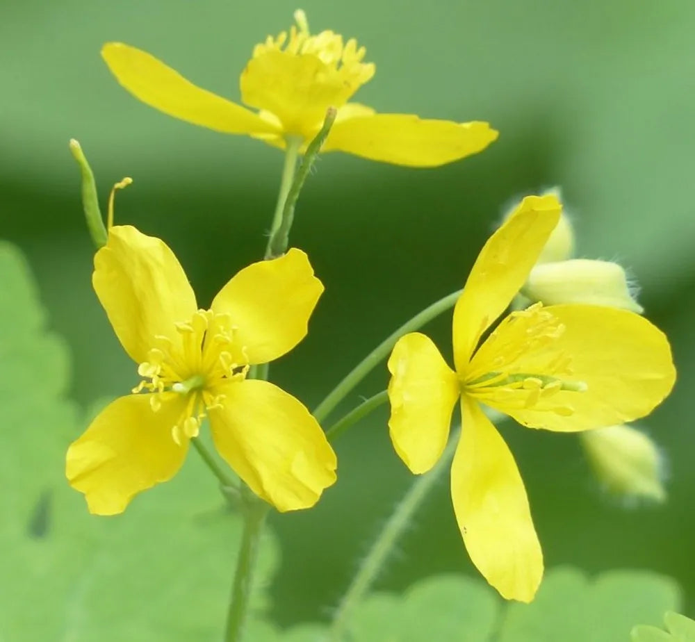 Chelidonium Majus Flower seeds for Planting Fragrant Blossoms Heirloom & GMO Free Seeds for Home Garden