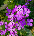 Night Scented Stock Seeds Flower seeds for Planting Pollinator Friendly, Heirloom & GMO Free Seeds for Home Garden seeds for planting