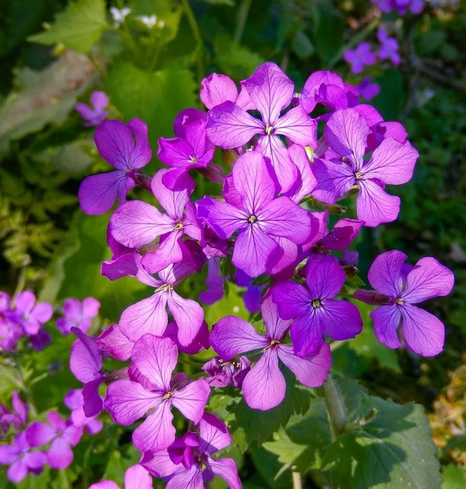 Night Scented Stock Seeds Flower seeds for Planting Pollinator Friendly, Heirloom & GMO Free Seeds for Home Garden seeds for planting