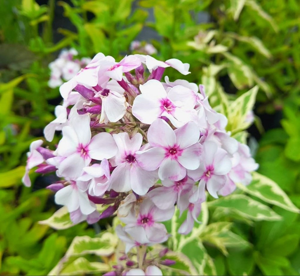 White Pink Nora Leigh Flower seeds for Planting Long Bloom Season, Heirloom & GMO Free Seeds for Home Garden seeds for planting
