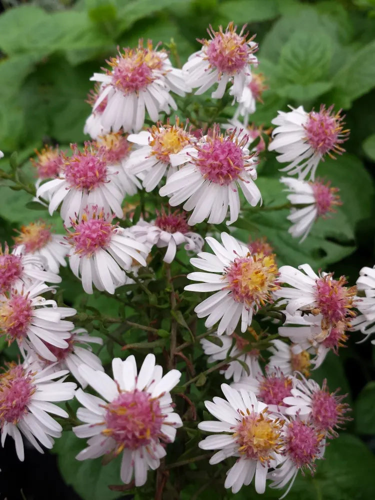 Aster Lateriflorus Flower seeds for Planting Easy to Grow Heirloom & GMO Free Seeds for Home Garden