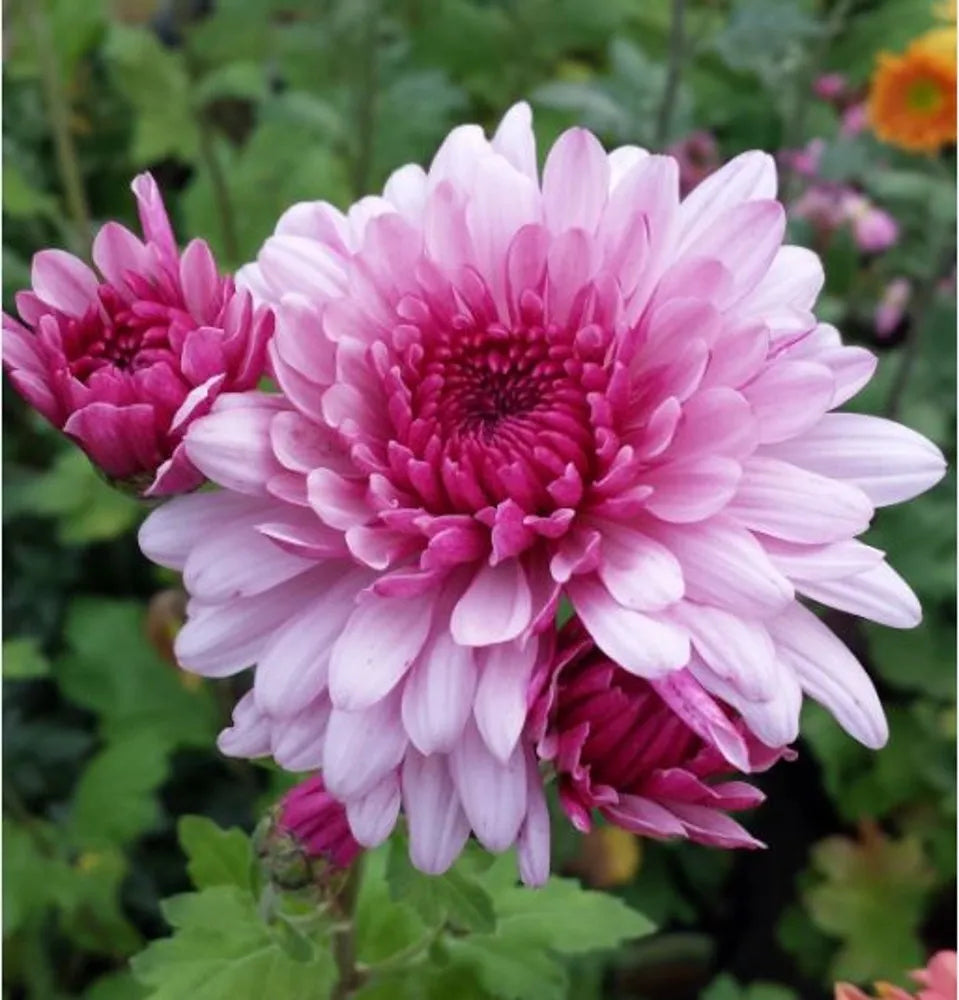 High quality Purple White Chrysanthemum Flower seeds for Planting Drought Tolerant, Heirloom & GMO Free Seeds for Home Garden seeds pack