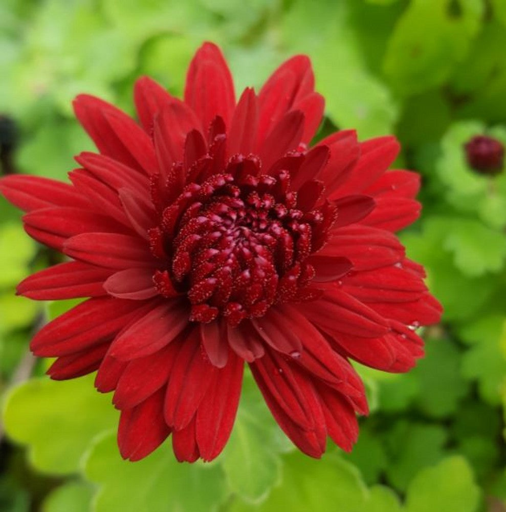 Premium Red Chrysanthemum Flower seeds for Planting Cut Flower Favorite, Heirloom & GMO Free Seeds for Home Garden seeds