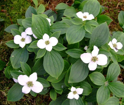Western Bunchberry (Alaskan Dogwood) Canadian Cornus unalaschkensis Groundcover Flower Seeds