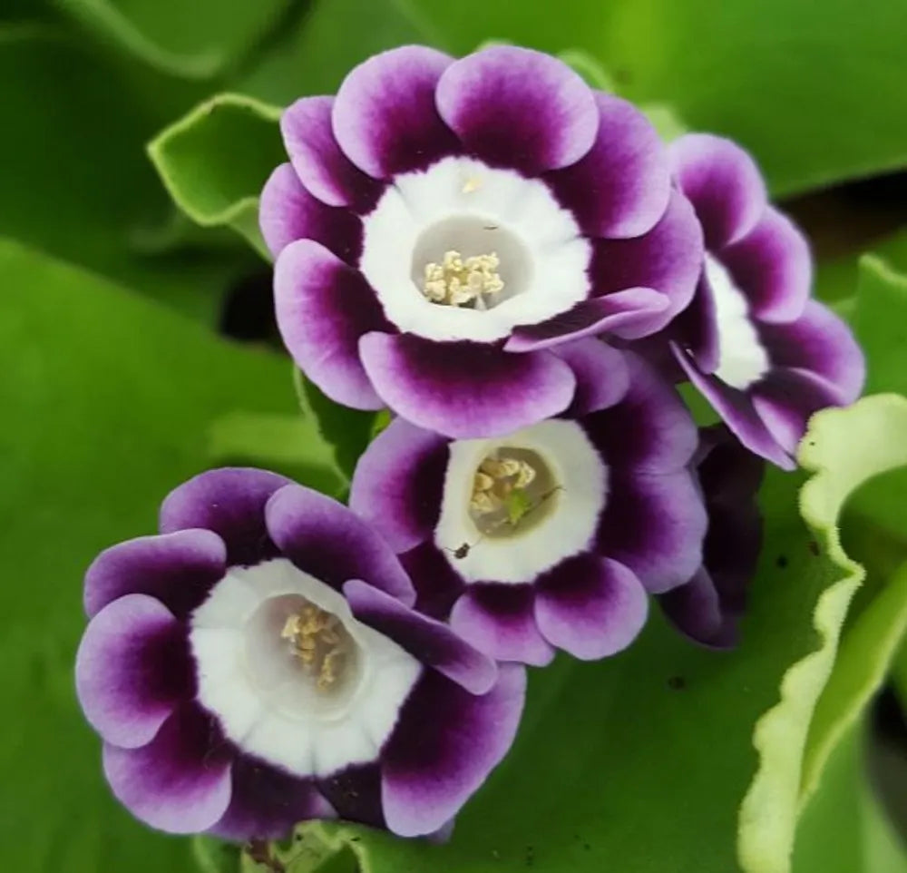 Premium Violet Primrose Flower seeds for Planting Garden Favorite, Heirloom & GMO Free Seeds for Home Garden seeds
