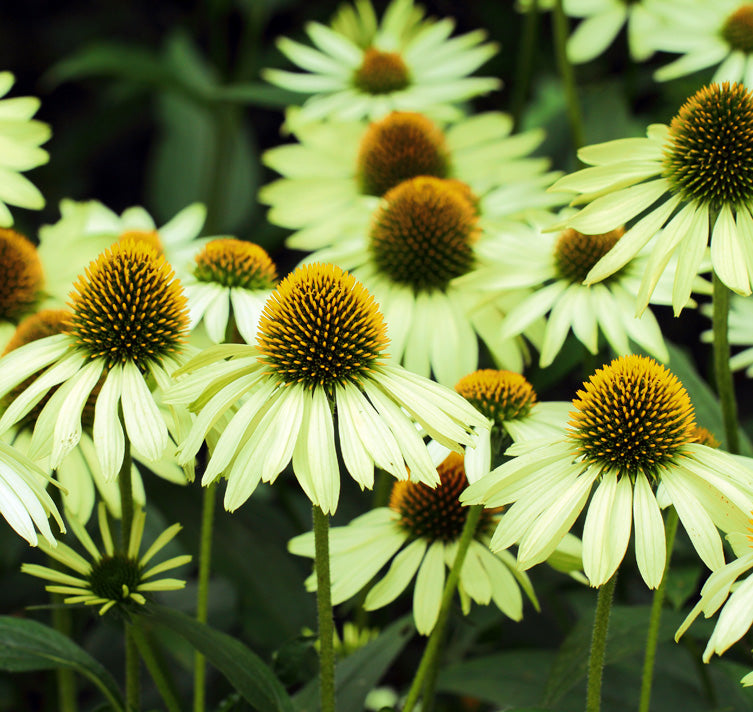 Echinacea Flower seeds for Planting Sun Loving Heirloom & GMO Free Seeds for Home Garden