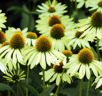 Echinacea Flower seeds for Planting Sun Loving Heirloom & GMO Free Seeds for Home Garden