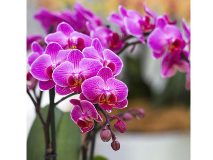 Butterfly Orchid Flower seeds for Planting Shade Tolerant Heirloom & GMO Free Seeds for Home Garden