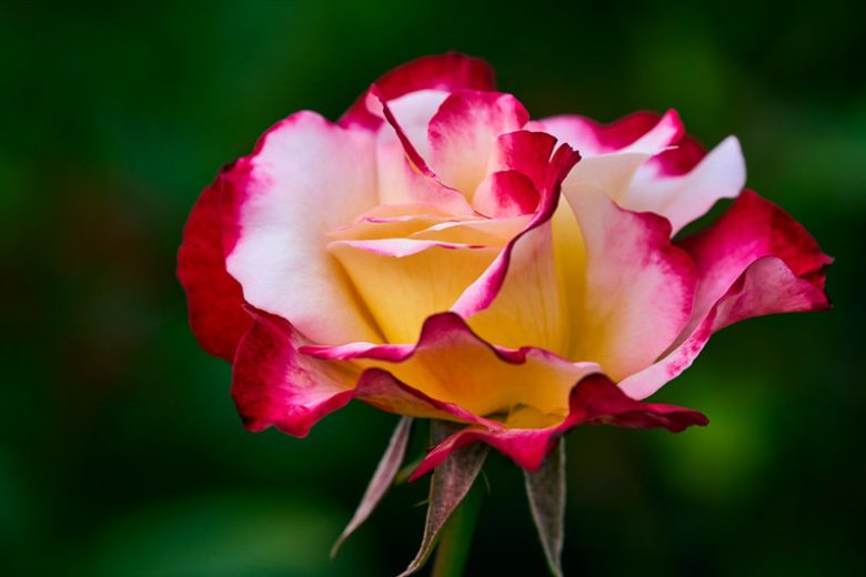 Double Delight Hybrid Tea Rose Flower seeds for Planting Garden Favorite Heirloom & GMO Free Seeds for Home Garden