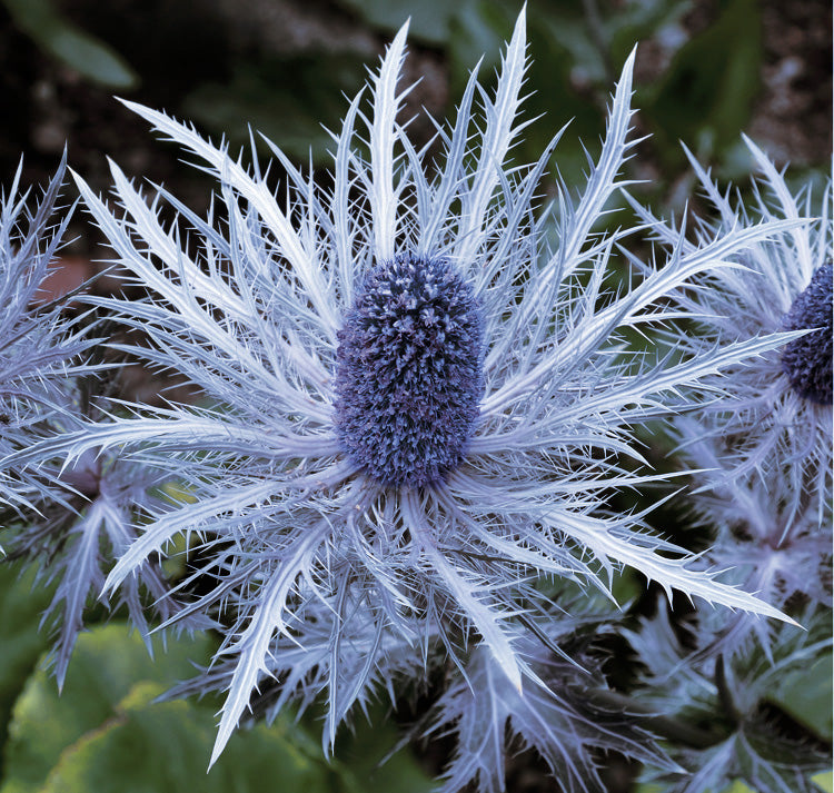 Eryngium Alpinum Flower seeds for Planting Colorful Display, Heirloom & GMO Free Seeds for Home Garden vegetable and garden seeds