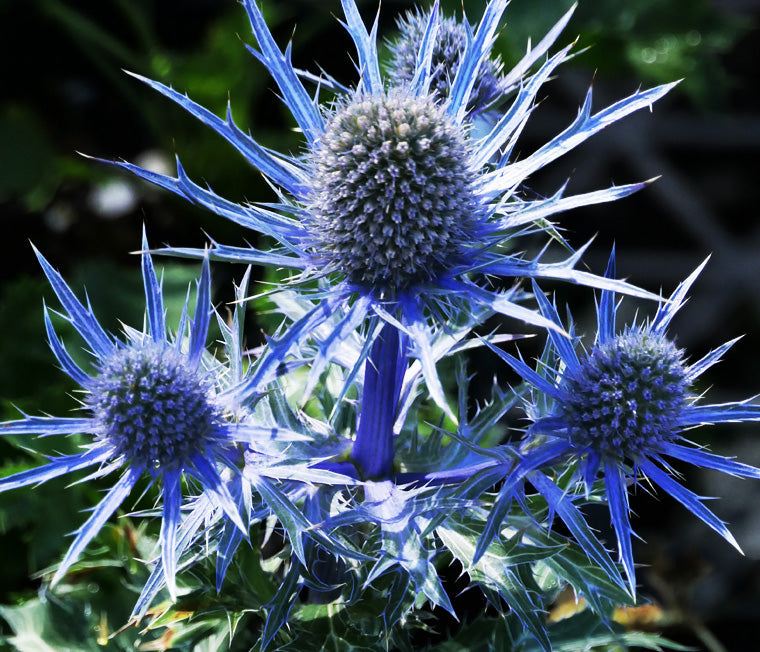 Eryngium Planum Flower seeds for Planting Perfect for Borders, Heirloom & GMO Free Seeds for Home Garden vegetable and garden seeds
