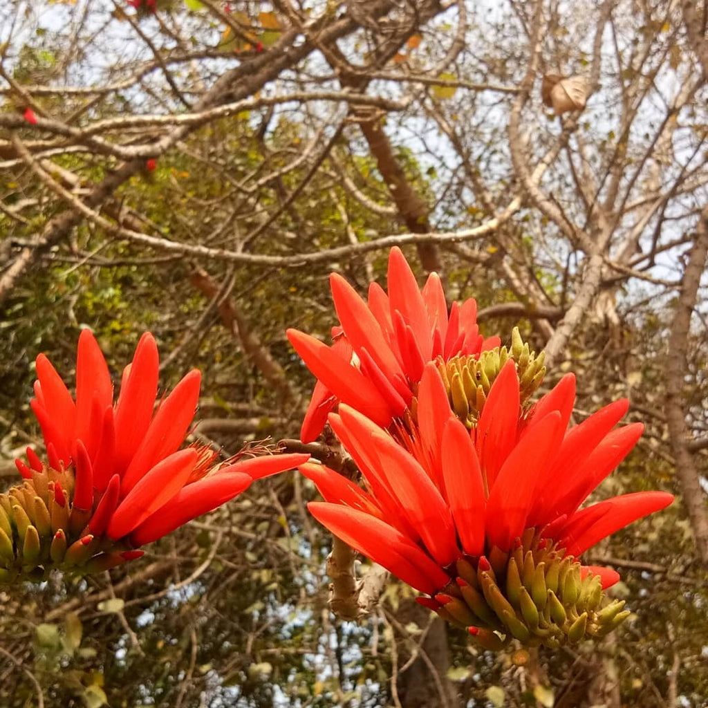Erythrina Flower seeds for Planting Seasonal Bloomer, Heirloom & GMO Free Seeds for Home Garden vegetable and garden seeds