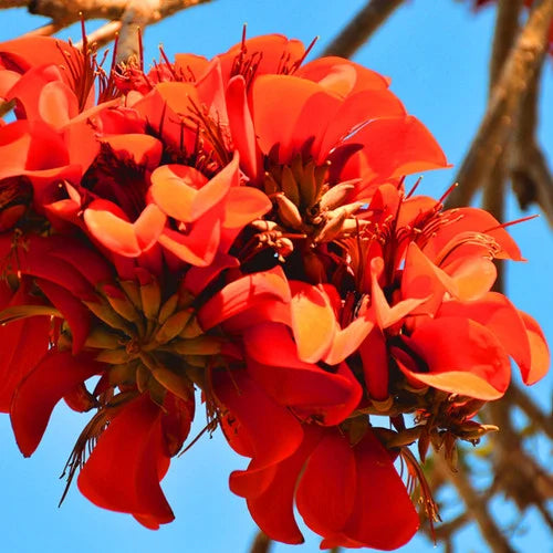 Yellow Erythrina Flower seeds for Planting Sun Loving, Heirloom & GMO Free Seeds for Home Garden seeds for planting