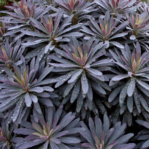 High quality Euphorbia Amygdaloides Flower seeds for Planting Easy to Grow, Heirloom & GMO Free Seeds for Home Garden seeds pack
