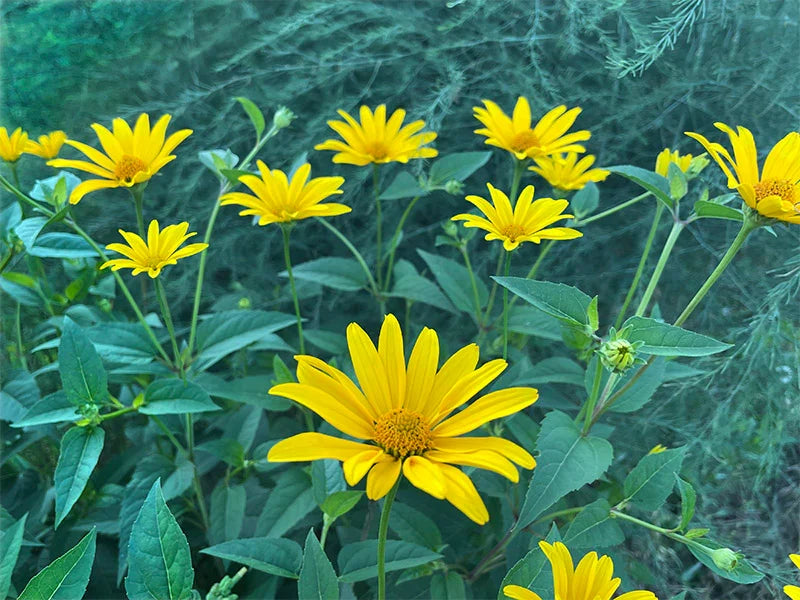 Premium Yellow Rotundifolia Flower seeds for Planting Cottage Garden Essential, Heirloom & GMO Free Seeds for Home Garden seeds