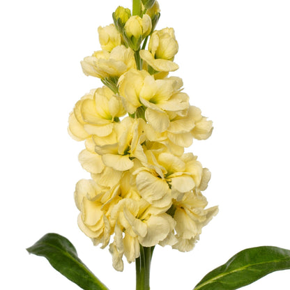 Matthiola Incana Flower seeds for Planting Cut Flower Favorite Heirloom & GMO Free Seeds for Home Garden