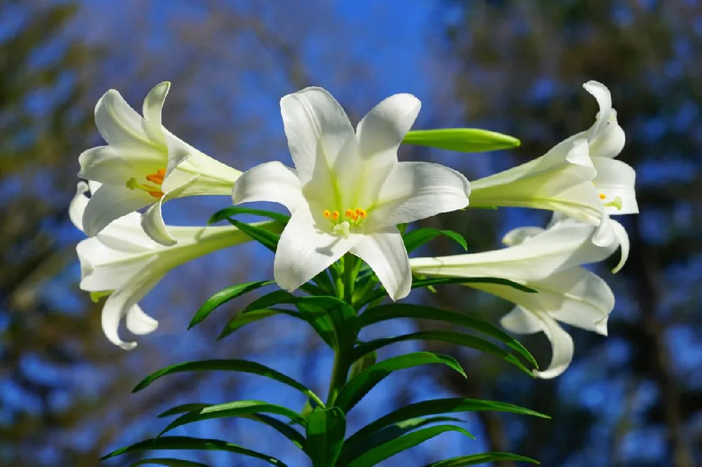 Lilium Longiflorum Flower seeds for Planting Premium Quality Heirloom & GMO Free Seeds for Home Garden