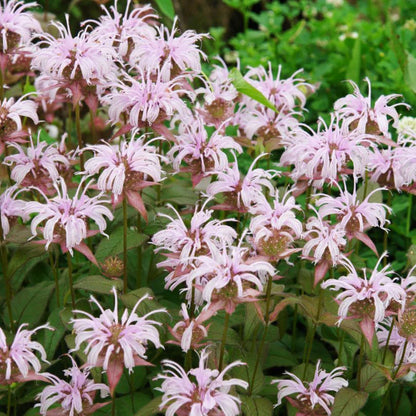 Monarda Bradburiana Flower seeds for Planting, Vibrant Colors Heirloom & GMO Free Seeds for Home Garden