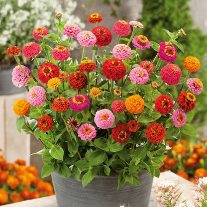 Easy Grow Zinnia Red Seeds for Gardens