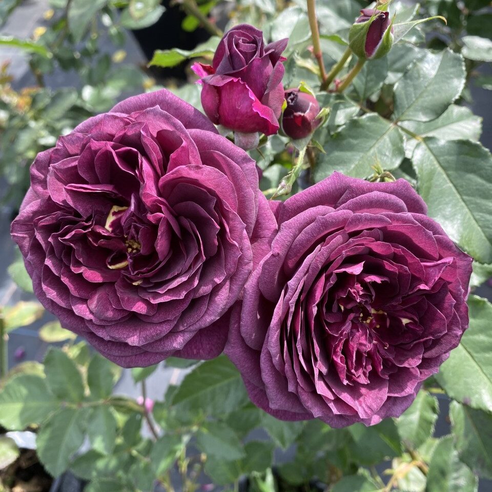 Biosnyg Purple Rose or Rosa Rugosa Thunb Flower seeds for Planting - Easy to Grow, Heirloom & GMO Free Seeds for Home Garden