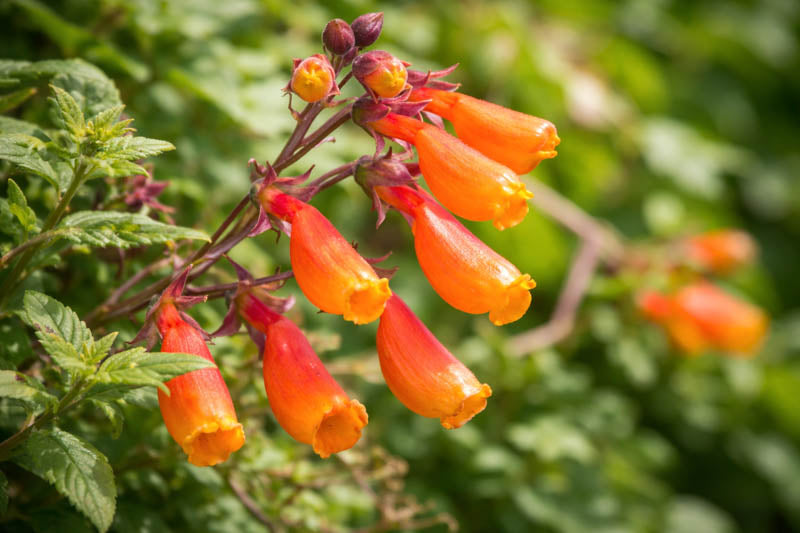 Eccremocarpus Scaber Flower seeds for Planting Colorful Display Heirloom & GMO Free Seeds for Home Garden