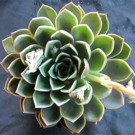 High quality Green Cliff Stonecrop Flower seeds for Planting Easy to Grow, Heirloom & GMO Free Seeds for Home Garden seeds pack