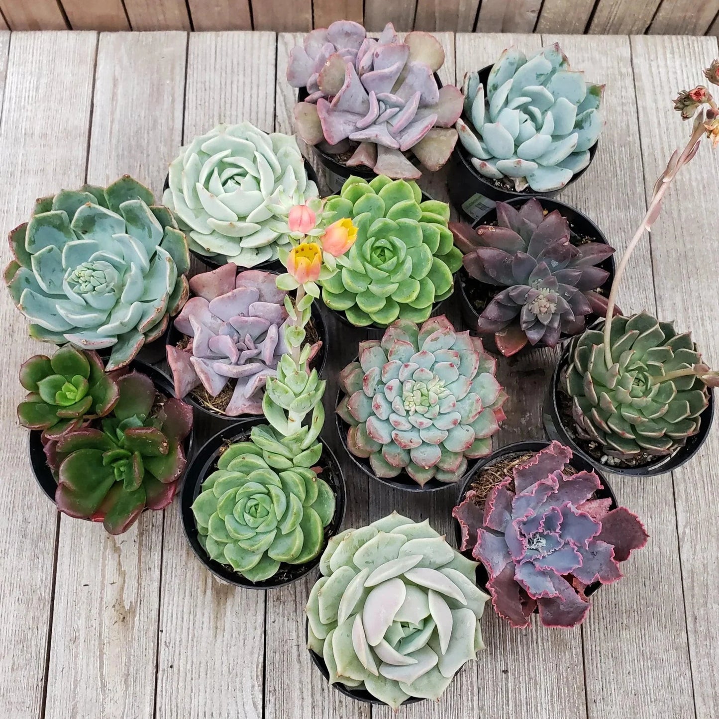 Heirloom Echeveria Flower seeds for Planting Compact Growth Heirloom & GMO Free Seeds for Home Garden