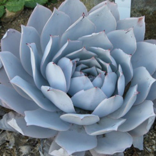 High quality Echeveria Flower seeds for Planting Vibrant Colors, Heirloom & GMO Free Seeds for Home Garden seeds pack
