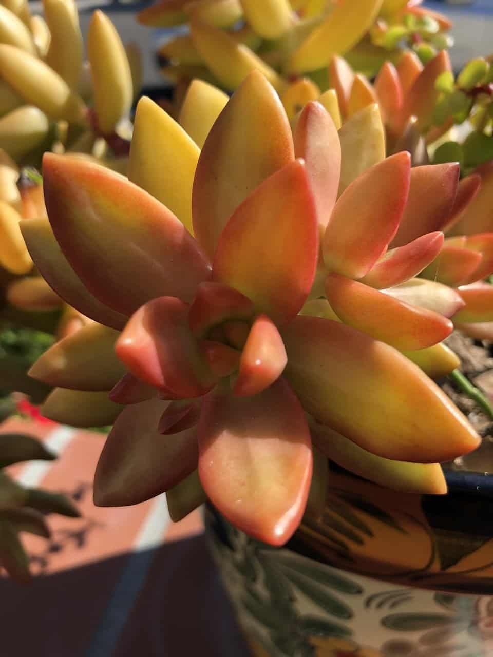 Echeveria Succulent Orange Seeds for Planting