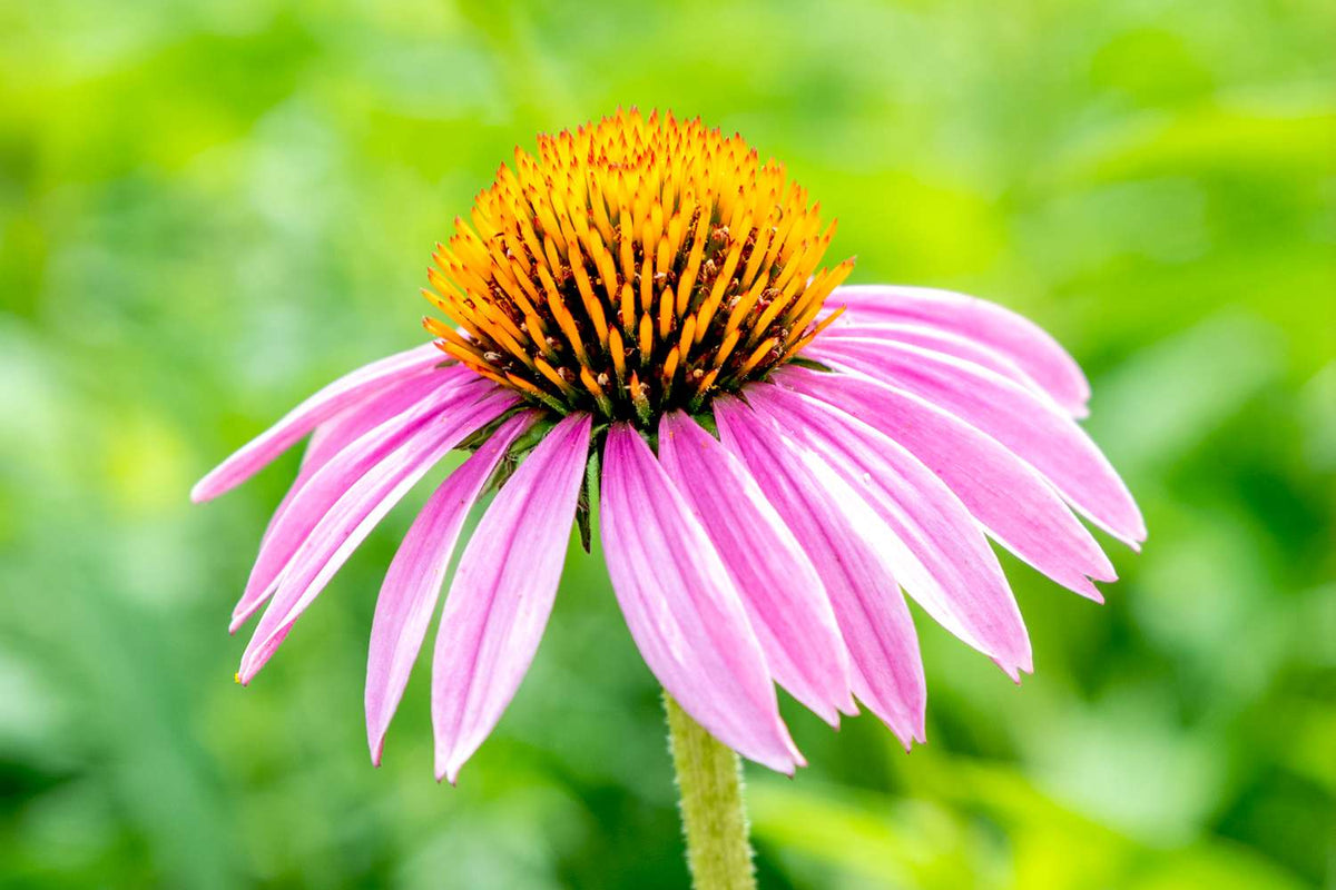 ConeFlower seeds for Planting Seasonal Bloomer Heirloom & GMO Free Seeds for Home Garden