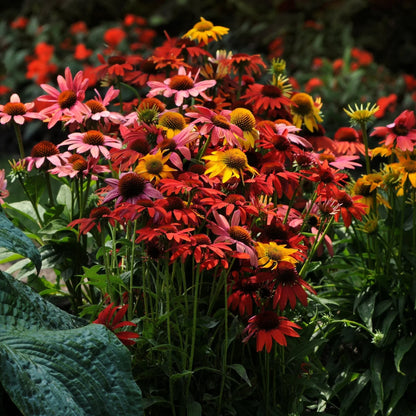 Echinacea Cheyenne Spirit Flower seeds for Planting Easy to Grow Heirloom & GMO Free Seeds for Home Garden