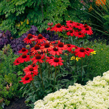 Echinacea ConeFlower seeds for Planting Shade Tolerant Heirloom & GMO Free Seeds for Home Garden