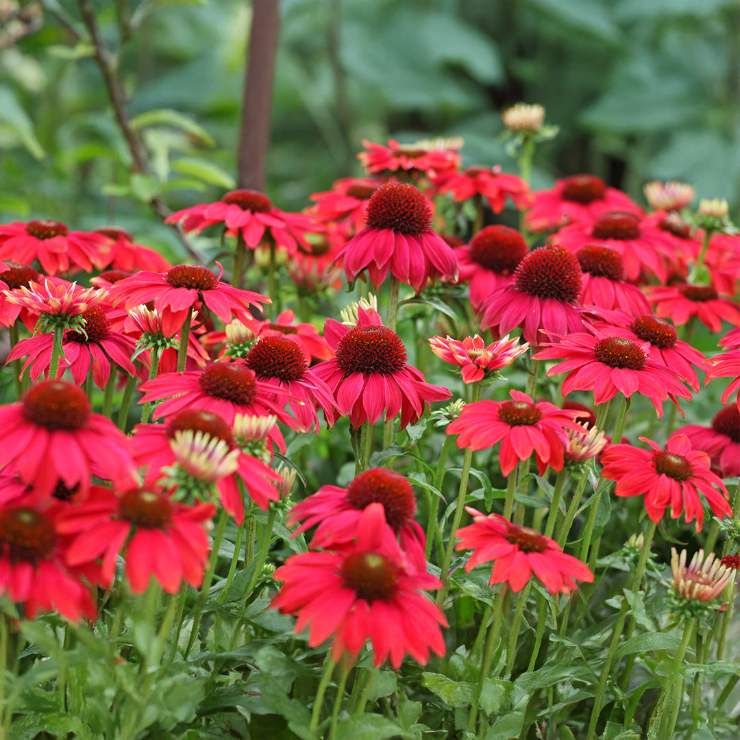 Echinacea ConeFlower seeds for Planting Shade Tolerant Heirloom & GMO Free Seeds for Home Garden