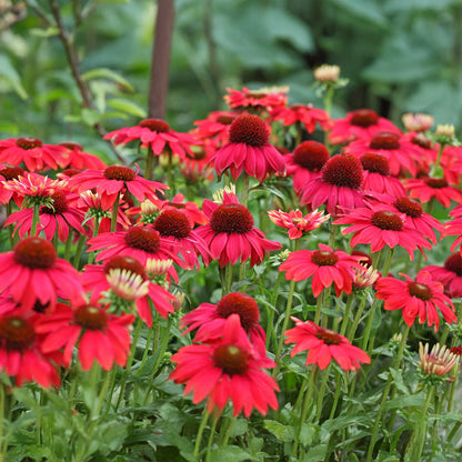 Echinacea ConeFlower seeds for Planting Shade Tolerant Heirloom & GMO Free Seeds for Home Garden