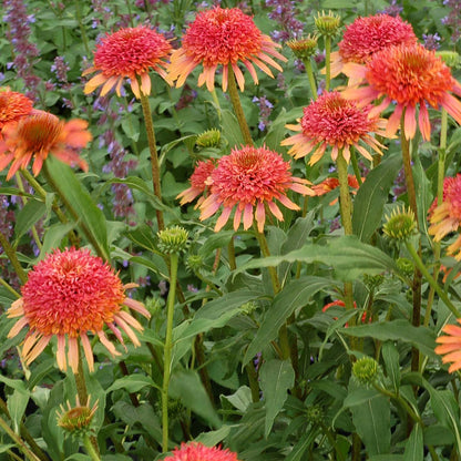 Echinacea Secret Lust Flower seeds for Planting Colorful Display Heirloom & GMO Free Seeds for Home Garden