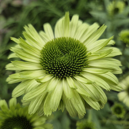 Echinacea Flower seeds for Planting Sun Loving Heirloom & GMO Free Seeds for Home Garden