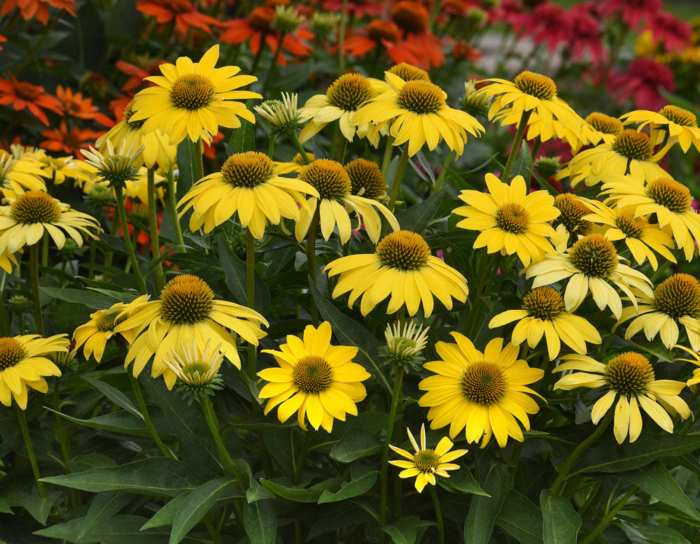 ConeFlower seeds for Planting Sun Loving Heirloom & GMO Free Seeds for Home Garden
