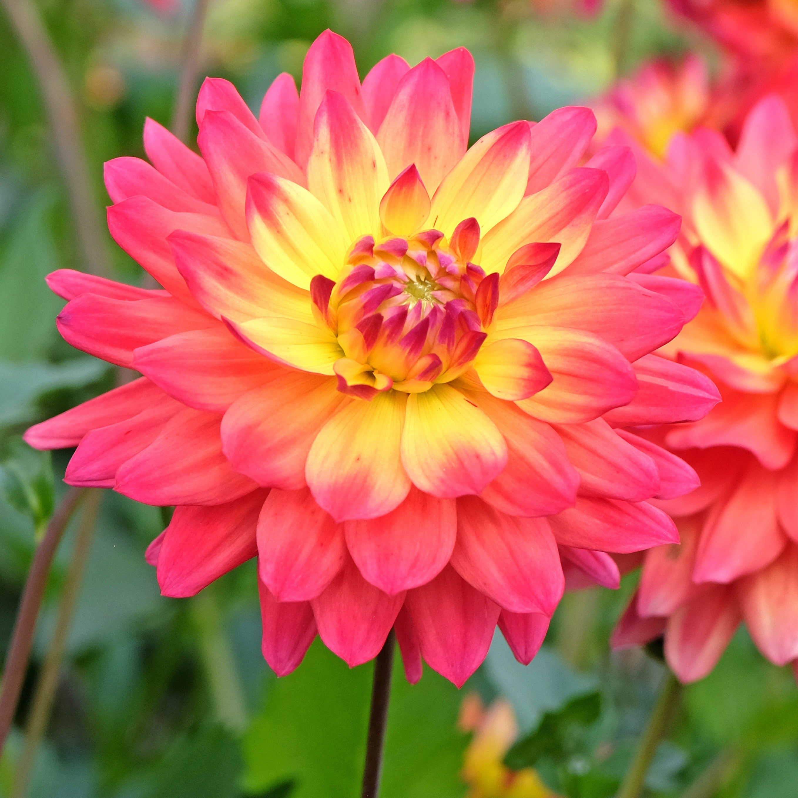 Dahlia Flower seeds for Planting Vibrant Colors Heirloom & GMO Free Seeds for Home Garden vegetable and garden seeds
