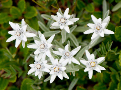Heirloom Edelweiss Flower seeds for Planting Perfect for Borders Heirloom & GMO Free Seeds for Home Garden