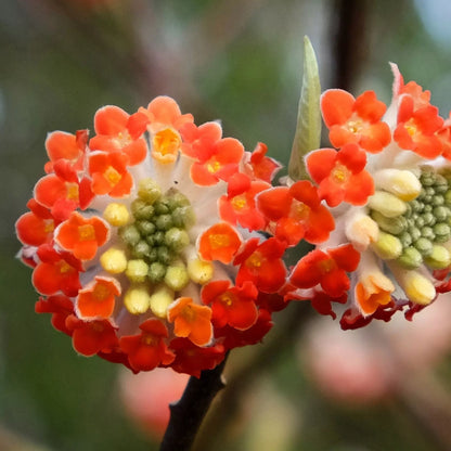 Bright Red Edgeworthia Flower Seeds - Easy Planting