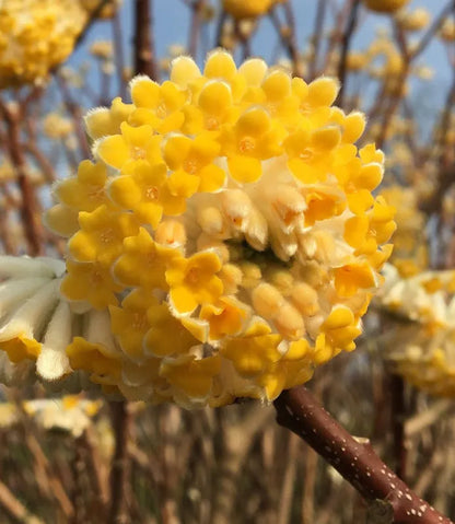 Heirloom Yellow Edgeworthia Flower seeds for Planting Hardy Variety Heirloom & GMO Free Seeds for Home Garden