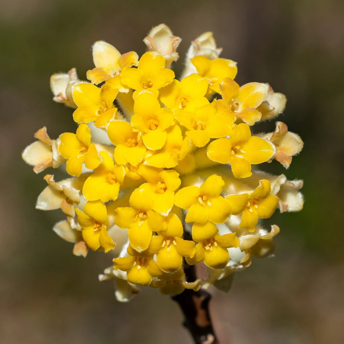Heirloom Yellow Edgeworthia Flower seeds for Planting Hardy Variety Heirloom & GMO Free Seeds for Home Garden