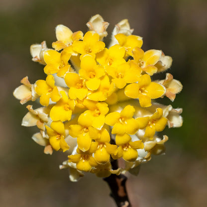 Heirloom Yellow Edgeworthia Flower seeds for Planting Hardy Variety Heirloom & GMO Free Seeds for Home Garden